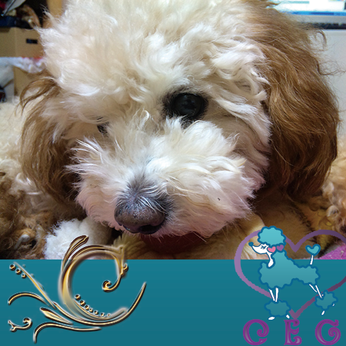 �`���b�L�[