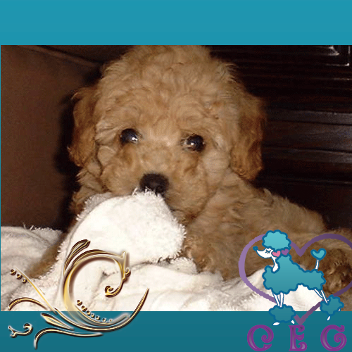 �`���b�L�[