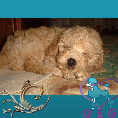 �`���b�L�[